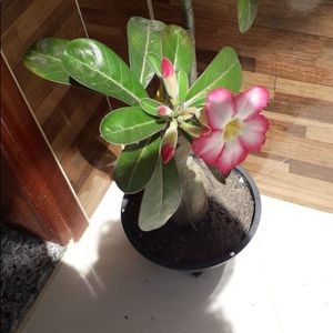 Meet your Posher, Guilherme